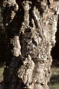 Alcornoque - Tronco (Quercus suber)