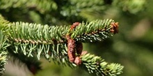 Falso abeto rojo - Conos Masc. (Picea abies)