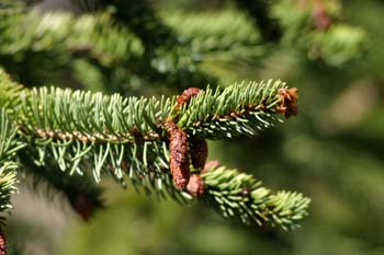 Falso abeto rojo - Conos Masc. (Picea abies)