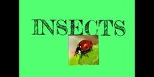 PRIMARIA - TERCERO - INSECTS - NATURAL SCIENCE - AMAIA, PAZ, JIMENA S - FORMACIÓN
