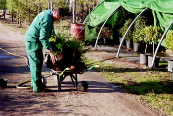 Trabajador de vivero