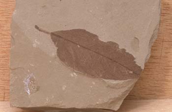 Hoja de planifolio (Angiospermas) Carbonífero