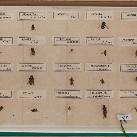 IES_CARDENALCISNEROS_Insectos_026