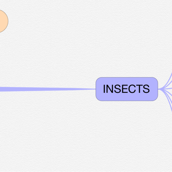 P2_NS Mind map invertebrates