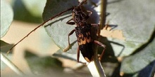 Longicornio del eucalipto (Phoracantha semipunctata)