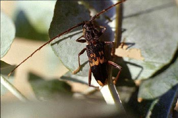 Longicornio del eucalipto (Phoracantha semipunctata)