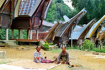 Mujeres toraja preparando grano, Sulawesi, Indonesia