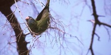 Cotorra (Myiopsitta monachus)