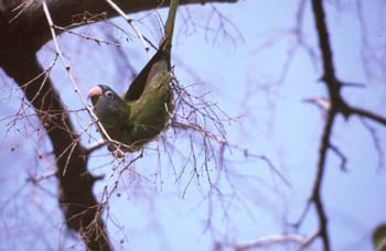 Cotorra (Myiopsitta monachus)