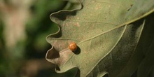 Agalla cereza del roble (Cynips divisa)