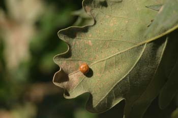 Agalla cereza del roble (Cynips divisa)