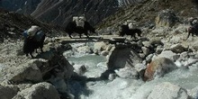 Yaks cruzando puente