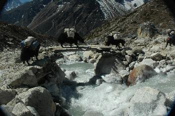 Yaks cruzando puente