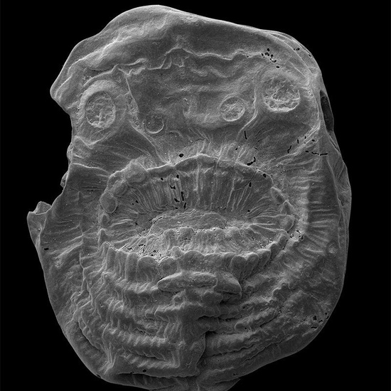 Saccorhytus coronarius