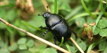 Geotrupes pyrenaeus