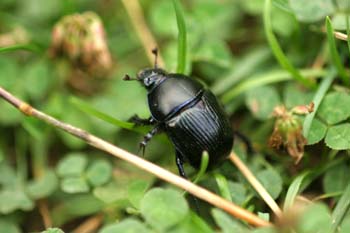 Geotrupes pyrenaeus