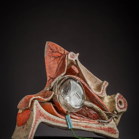 IES_CARDENALCISNEROS_ANATOMIA_MODELOS_016