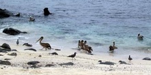 Pelícanos y gaviotas en la costa, Ecuador