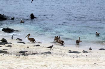 Pelícanos y gaviotas en la costa, Ecuador