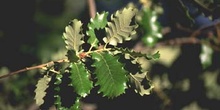 Quejigo - Hoja (Quercus faginea)