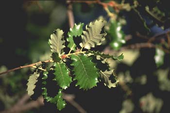 Quejigo - Hoja (Quercus faginea)