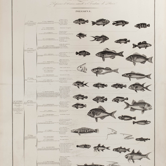 IES_CARDENALCISNEROS_ZOOLOGIA_I_LAMINAS_009