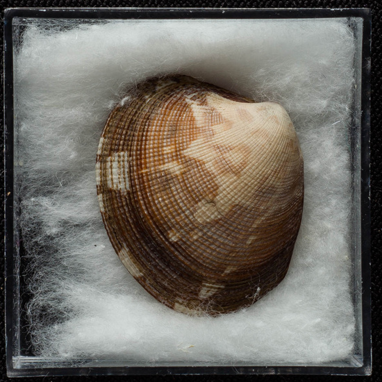 IES_ISABELLACATOLICA_BIOLOGIA_399