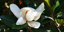 Magnolio - Flor  (Magnolia grandiflora)