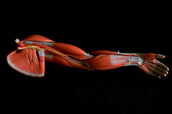 Músculos del  brazo