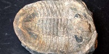 Asphellus toledanus (Trilobites) Ordovícico