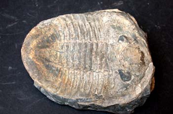 Asphellus toledanus (Trilobites) Ordovícico