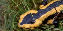 Salamandra (Salamandra salamandra)