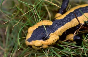 Salamandra (Salamandra salamandra)