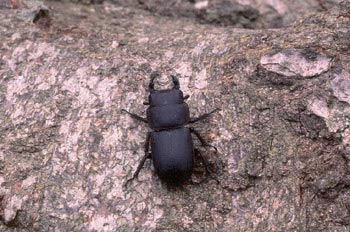 Ciervo volador menor (Dorcus parallelopipedus)