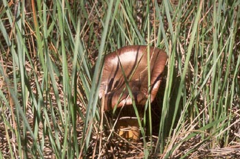 Gomphidius rutilus