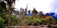 Bosque, Irian Jaya, Indonesia