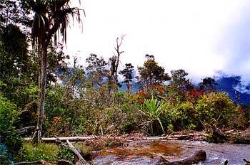 Bosque, Irian Jaya, Indonesia