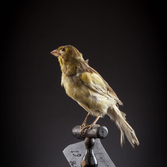 IES_SANISIDRO_MUSEO_Aves_130