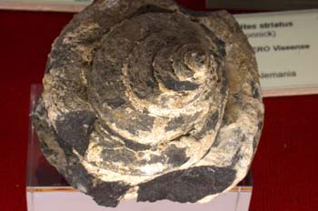 Natica vilanovae (Molusco Cefalópodo) Cretácico