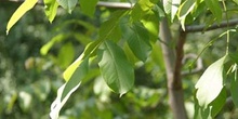Nogal - Hojas (Juglans regia)