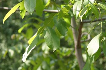 Nogal - Hojas (Juglans regia)