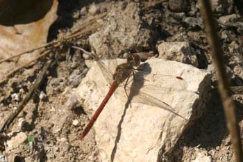 Libélula flecha roja (Sympetrum sanguineum)