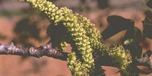 NOGAL - Flor masc. (Juglans regia)