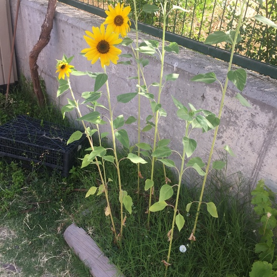 El año hortelano de 4º B 46