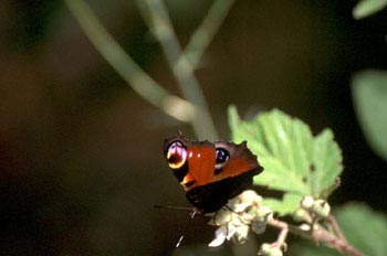 Pavo real (Inachis io)