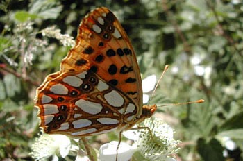 Sofía (Issoria lathonia)