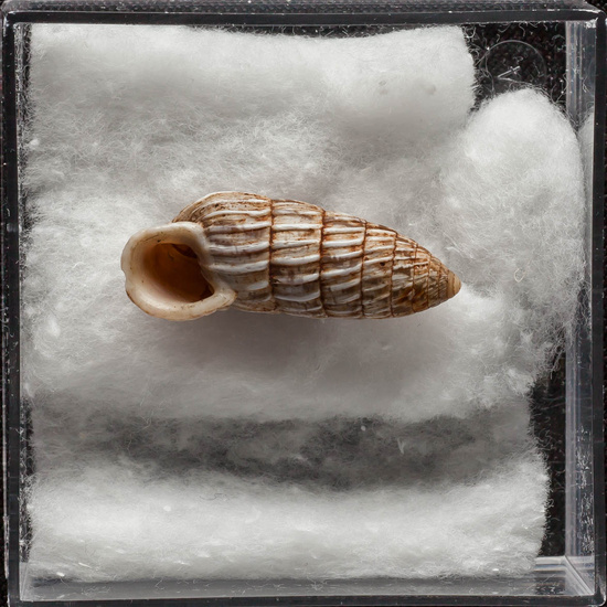 IES_ISABELLACATOLICA_BIOLOGIA_337