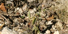 Mantis (Iris oratoria)