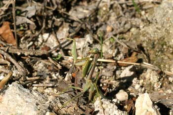 Mantis (Iris oratoria)