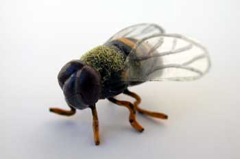 Abeja